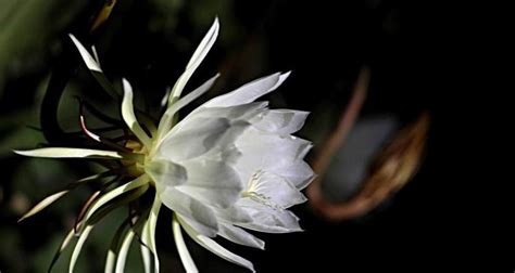 昙花风水|昙花之寓意与象征风水（揭示昙花的内涵及其在风水中。